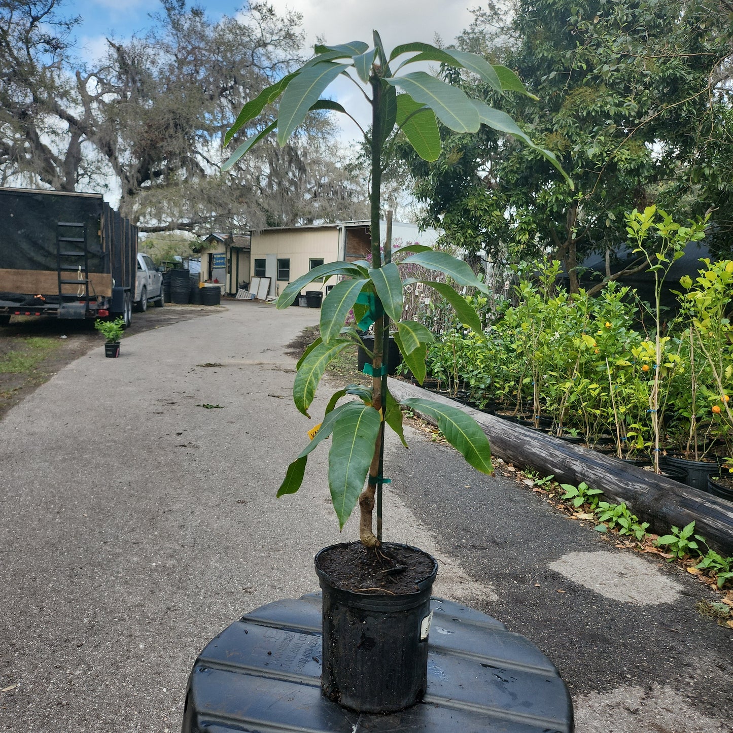 Cây Xoài Valencia Pride Mango - 2 feet tall - $30 shipping