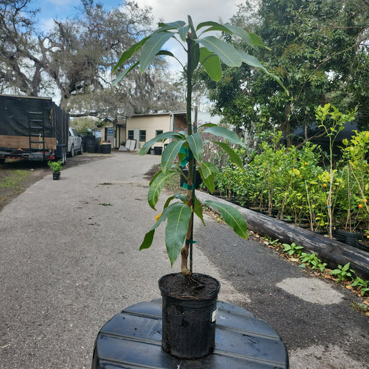 Cây Xoài Valencia Pride Mango - 2 feet tall - $30 shipping