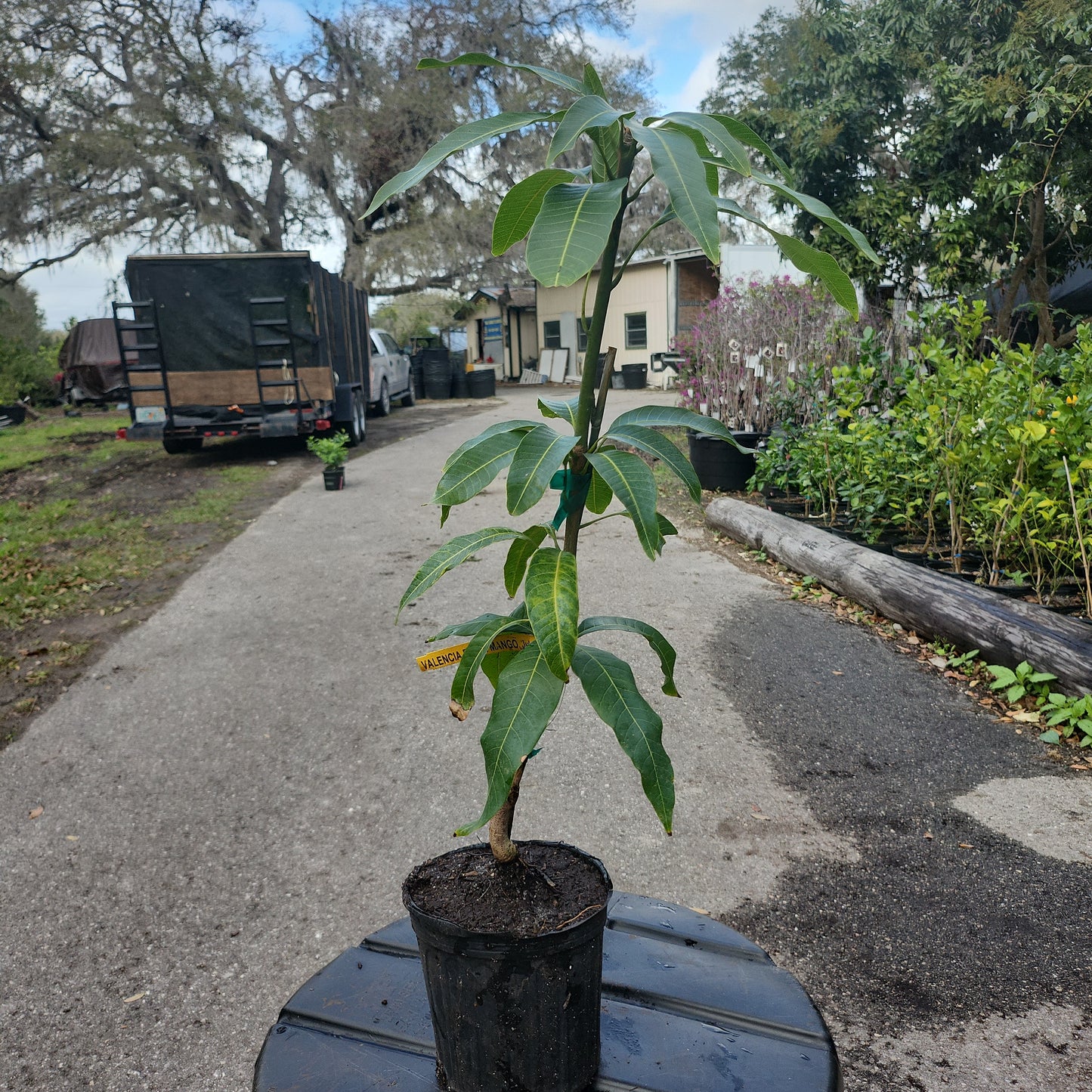 Cây Xoài Valencia Pride Mango - 2 feet tall - $30 shipping