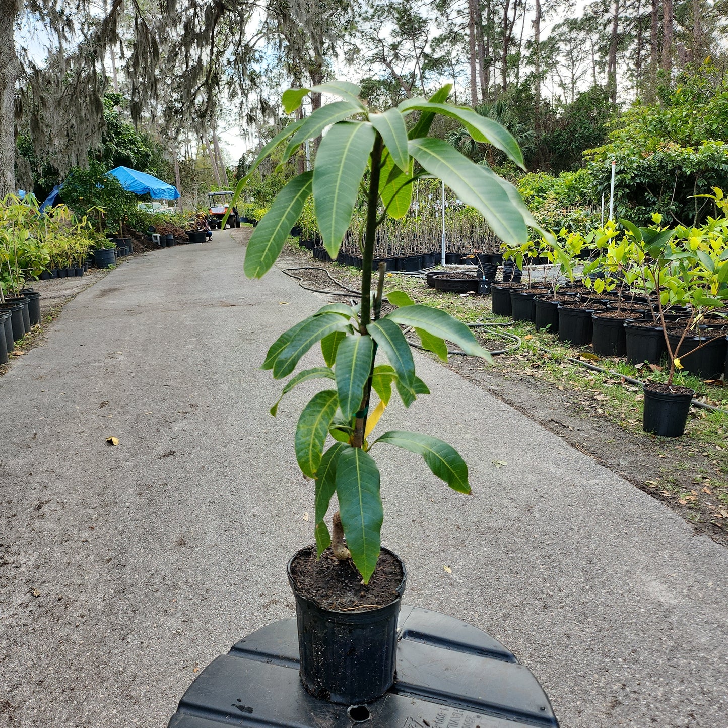 Cây Xoài Valencia Pride Mango - 2 feet tall - $30 shipping