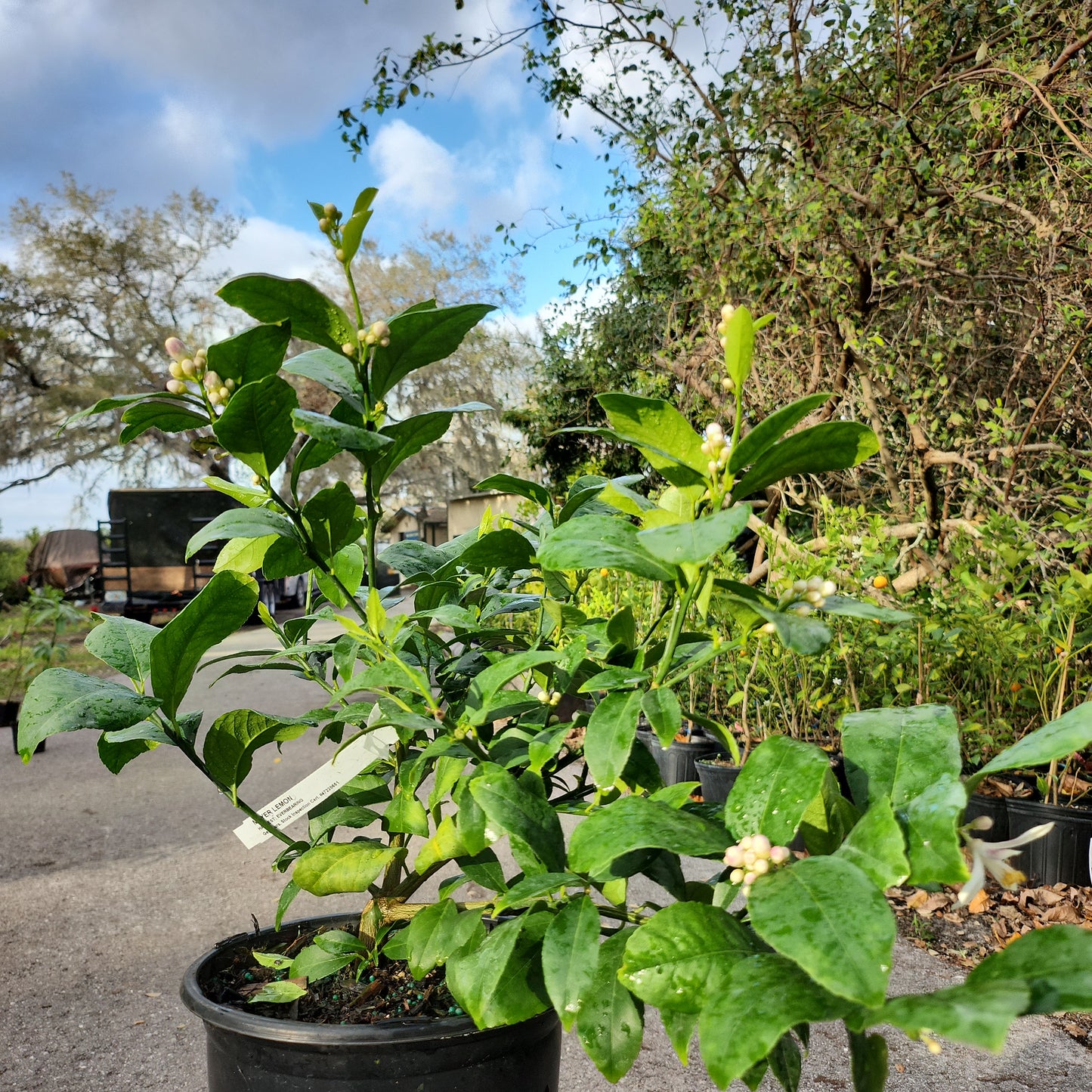 Cây Chanh Meyer Lemon - Cao 1 feet - $30 shipping - NO CALIFORNIA SHIPPING