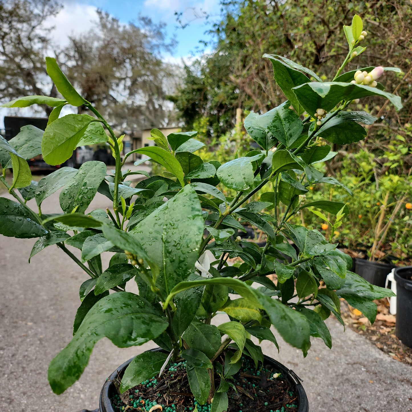 Cây Chanh Meyer Lemon - Cao 1 feet - $30 shipping - NO CALIFORNIA SHIPPING