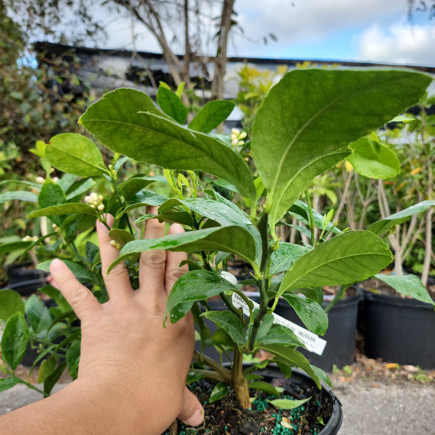 Cây Chanh Meyer Lemon - Cao 1 feet - $30 shipping - NO CALIFORNIA SHIPPING