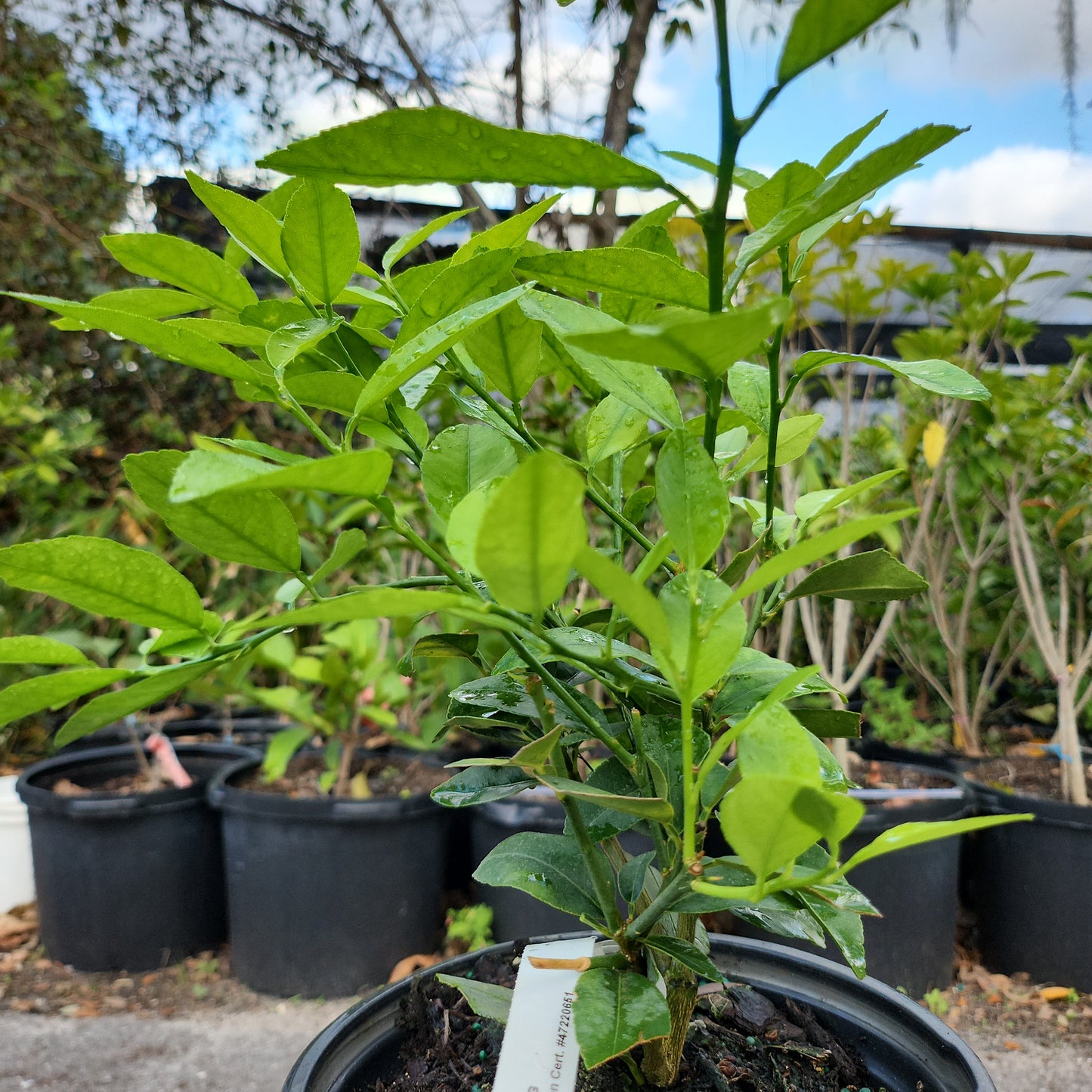 Cây Chanh Persian Lime - cao 1 feet - $30 shipping - NO CALIFORNIA SHIPPING