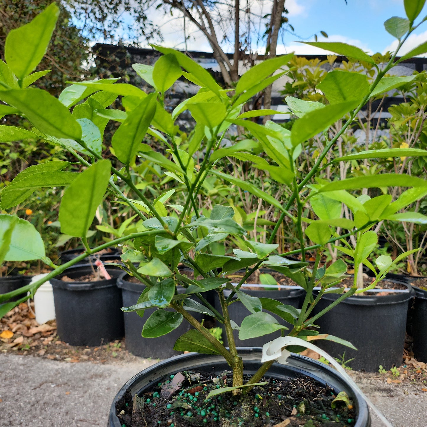 Cây Chanh Persian Lime - cao 1 feet - $30 shipping - NO CALIFORNIA SHIPPING