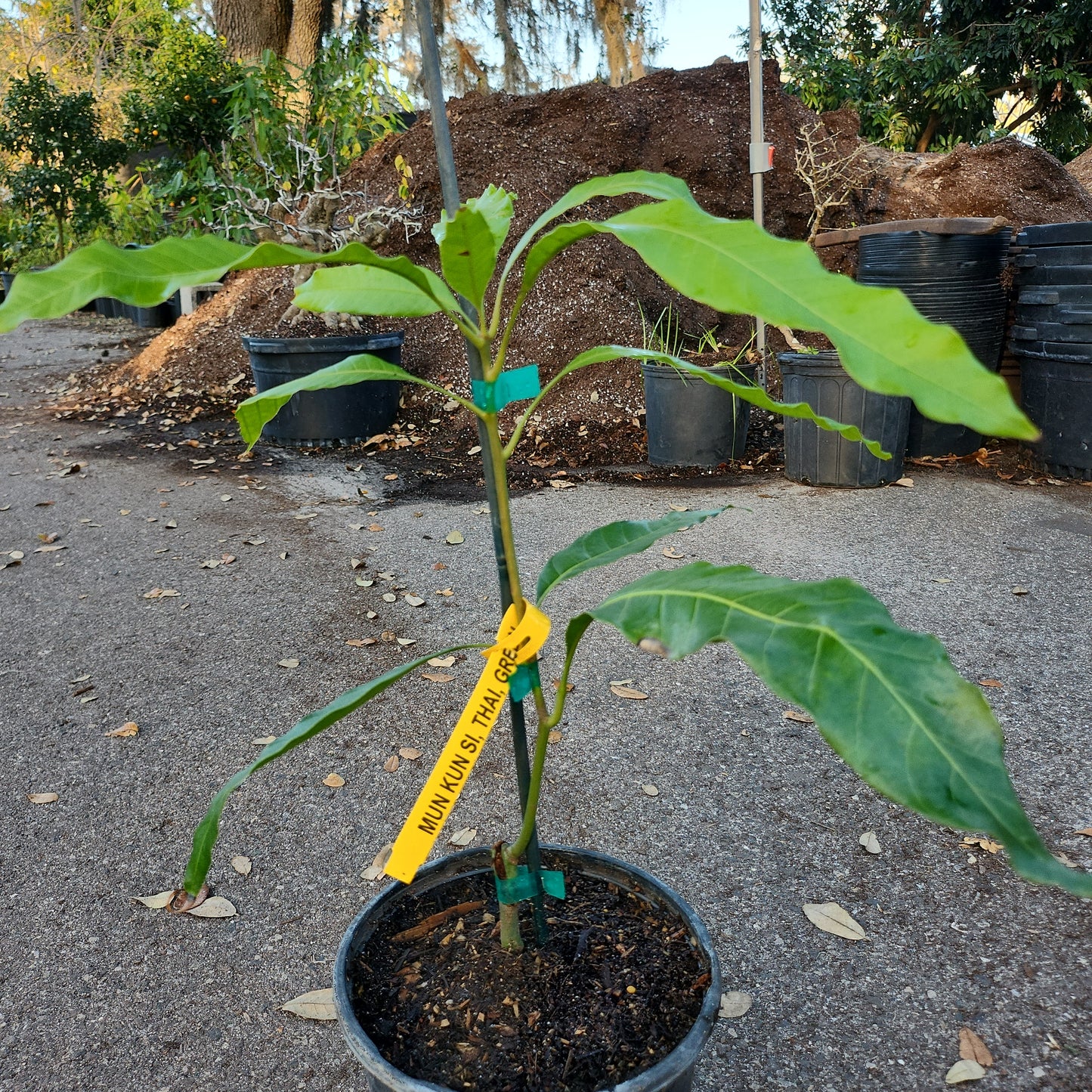 CL - Xoài Thái MUN KUN SI Mango, cao 15 inches, $30 shipping 6" 1 gallon pot