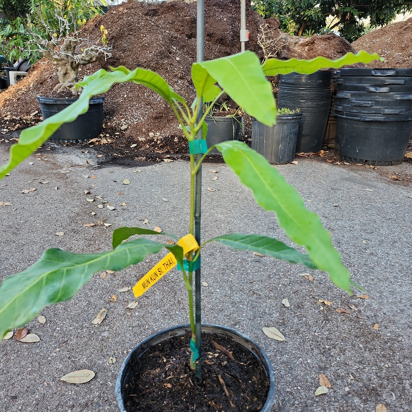 CL - Xoài Thái MUN KUN SI Mango, cao 15 inches, $30 shipping 6" 1 gallon pot