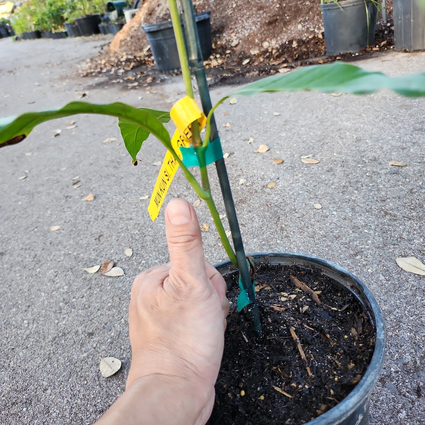 CL - Xoài Thái MUN KUN SI Mango, cao 15 inches, $30 shipping 6" 1 gallon pot