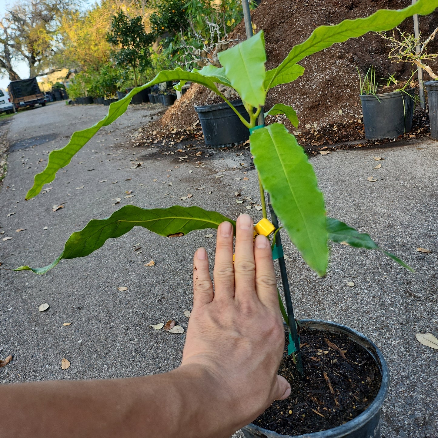 CL - Xoài Thái MUN KUN SI Mango, cao 15 inches, $30 shipping 6" 1 gallon pot