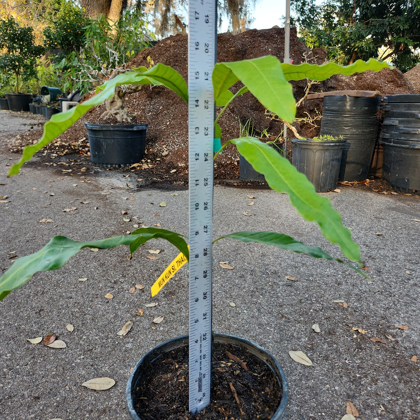 CL - Xoài Thái MUN KUN SI Mango, cao 15 inches, $30 shipping 6" 1 gallon pot