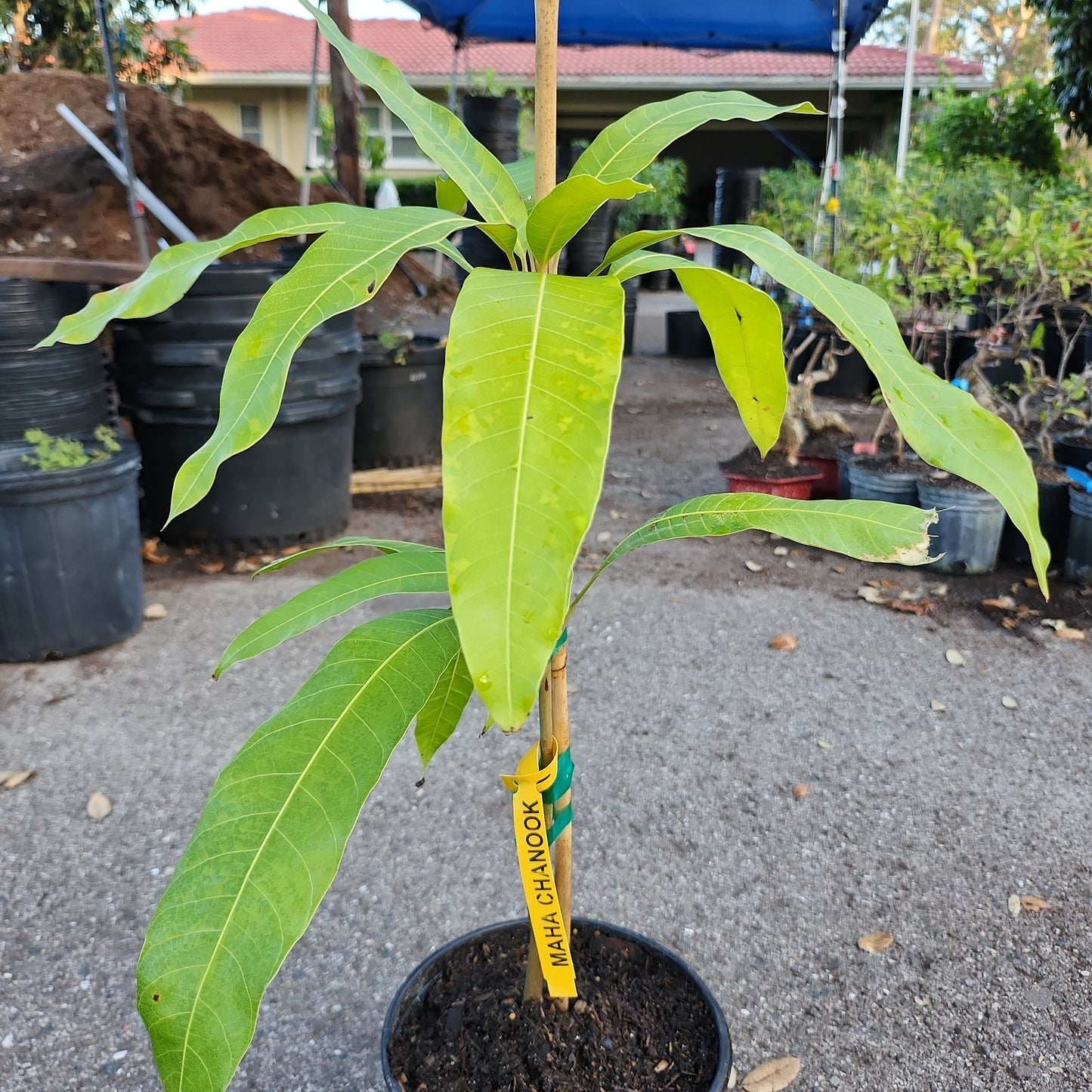 CL - Xoài MAHA CHANOOK, cao khoảng 20 inches, $30 shipping in 6"/1 gallon pot