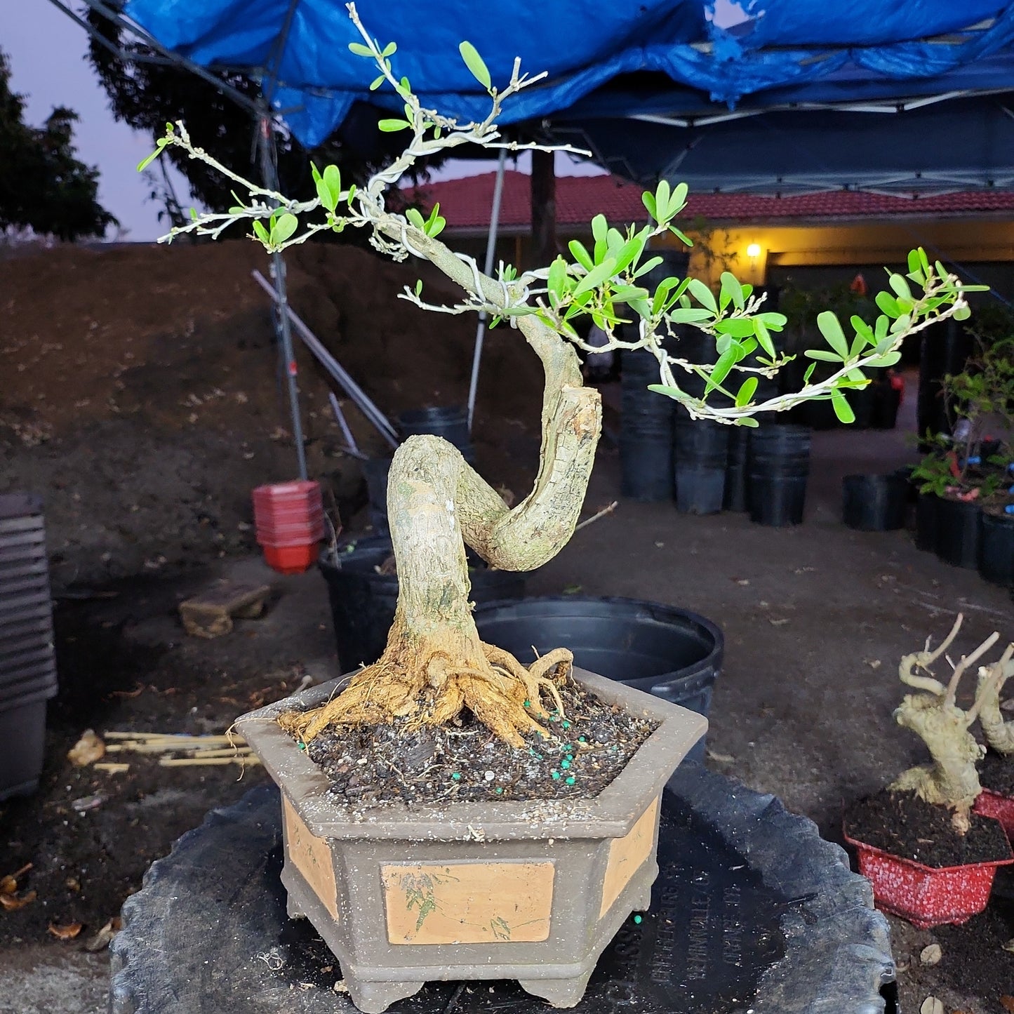 Linh Sam Bonsai - SB30219.04 - $50 shipping