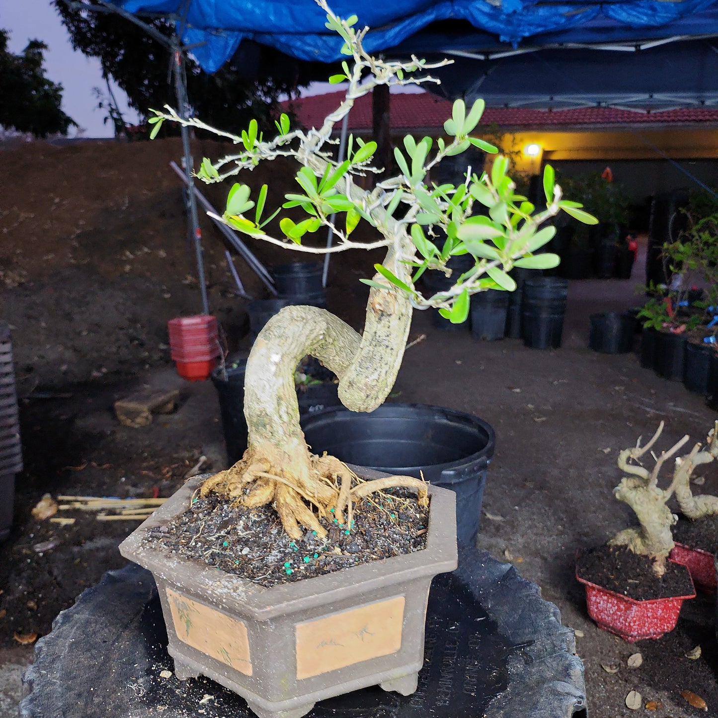 Linh Sam Bonsai - SB30219.04 - $50 shipping