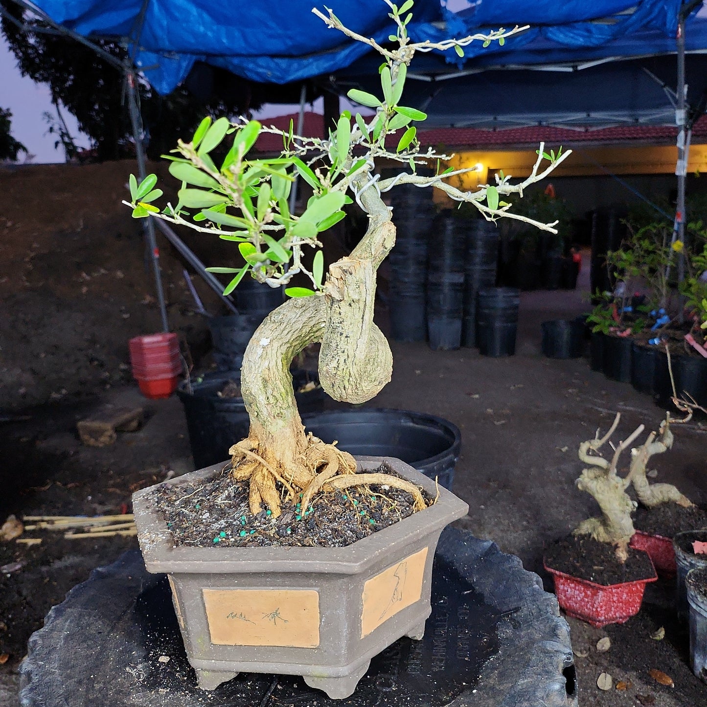 Linh Sam Bonsai - SB30219.04 - $50 shipping