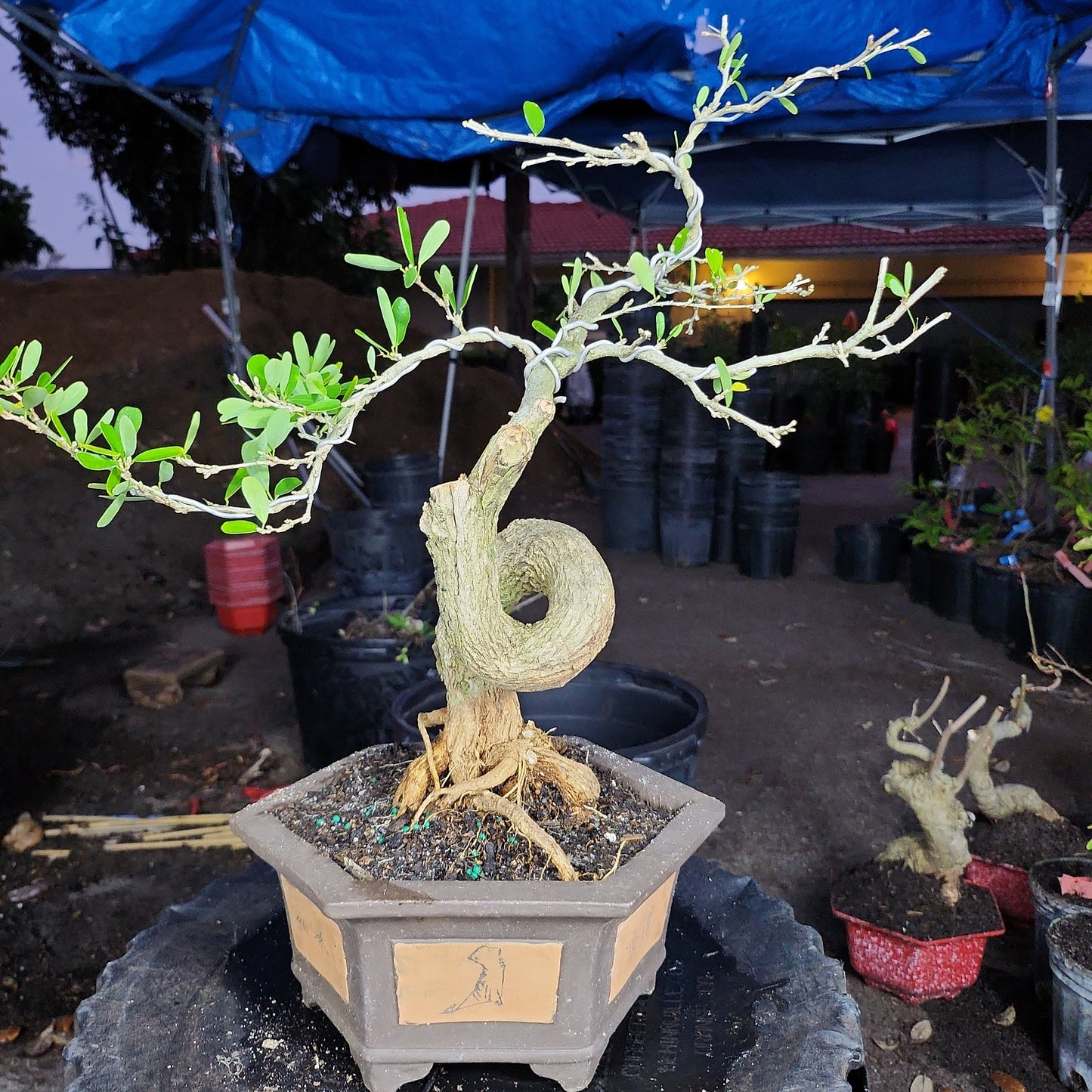 Linh Sam Bonsai - SB30219.04 - $50 shipping