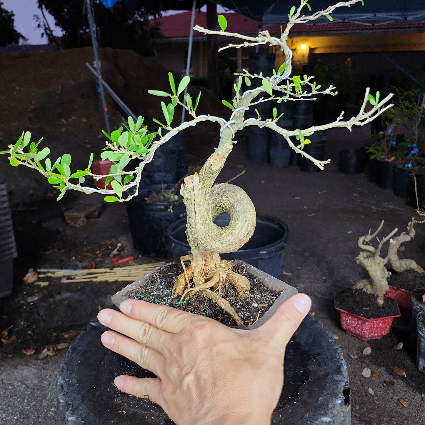 Linh Sam Bonsai - SB30219.04 - $50 shipping