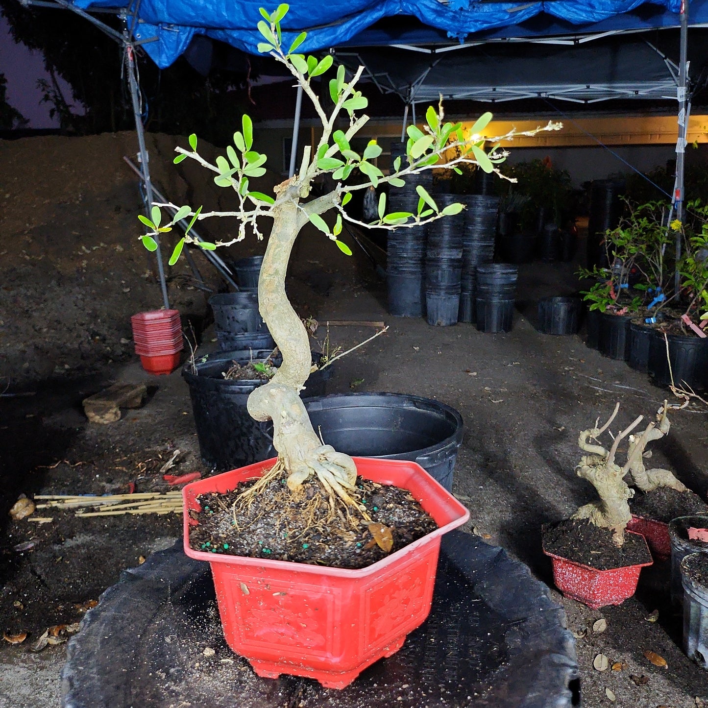 Linh Sam Bonsai - SB30219.07 - $30 shipping