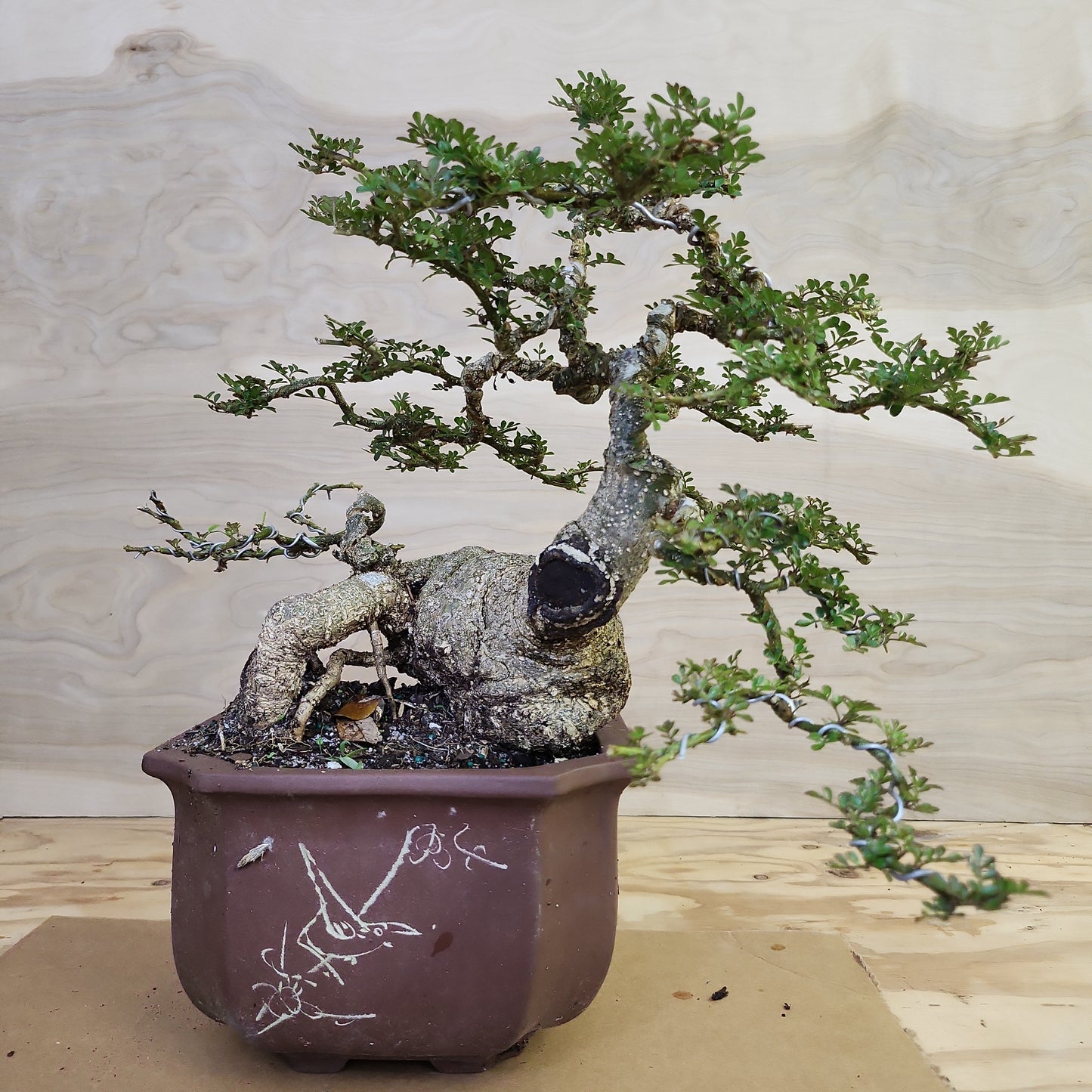 Cần Thăng (Feroniella lucida) Bonsai - SB30219.09 - $50 shipping