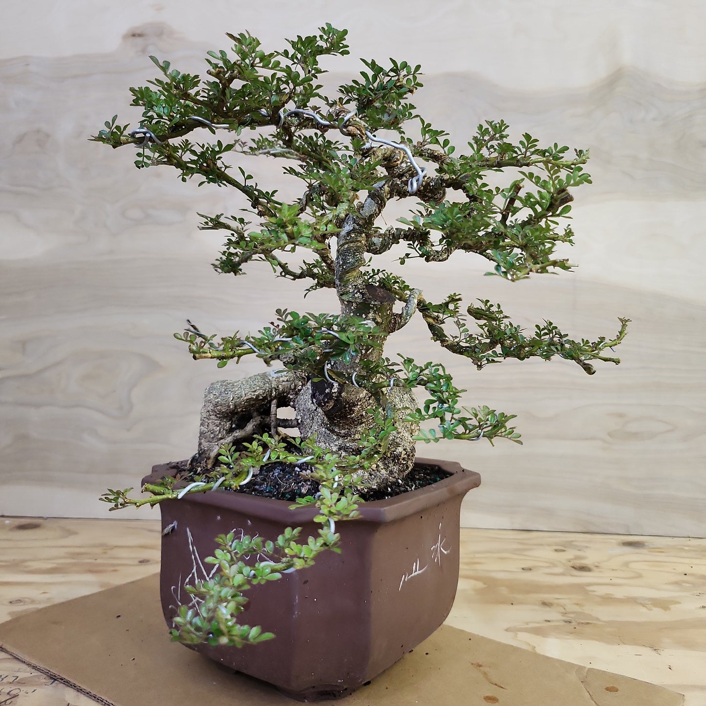 Cần Thăng (Feroniella lucida) Bonsai - SB30219.09 - $50 shipping