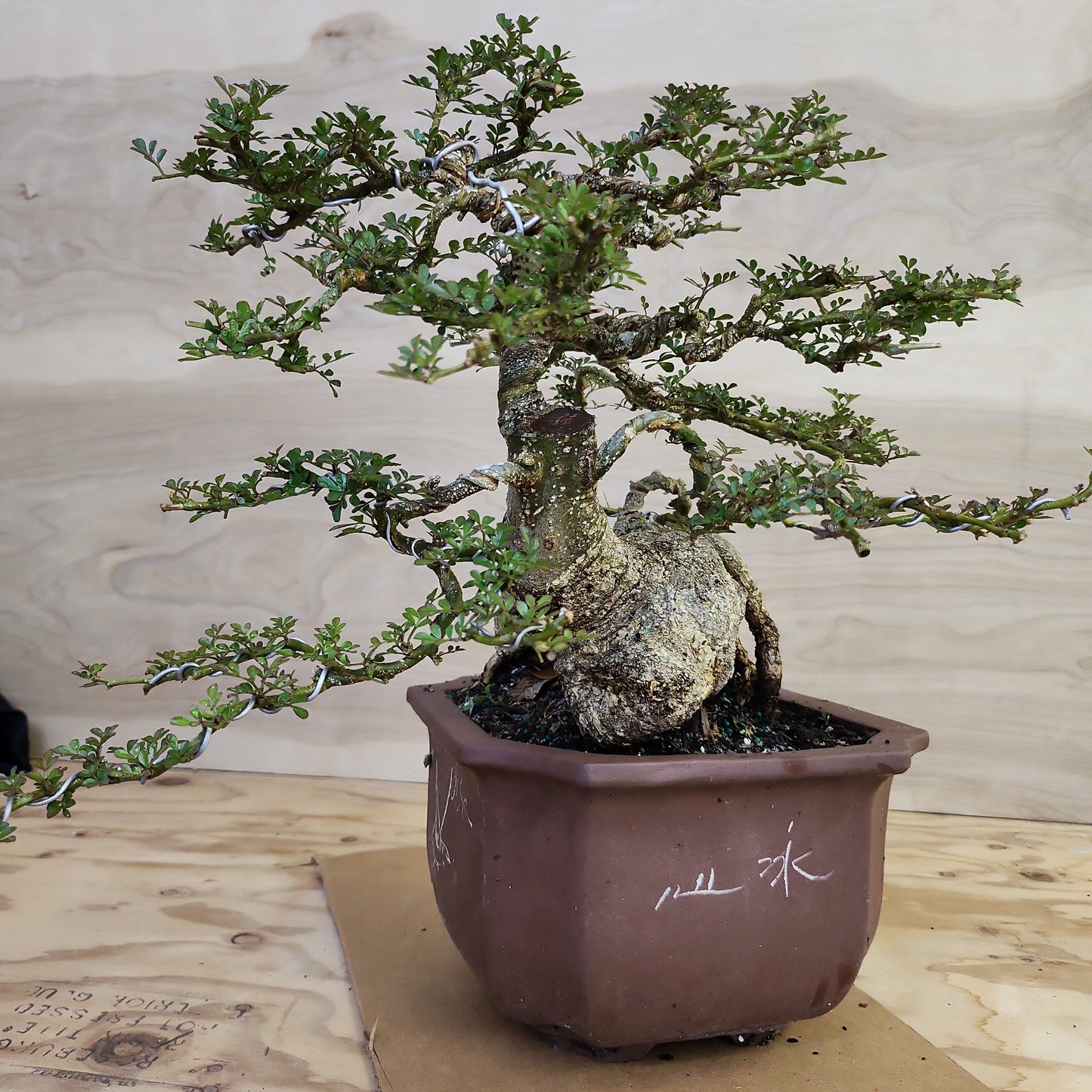 Cần Thăng (Feroniella lucida) Bonsai - SB30219.09 - $50 shipping