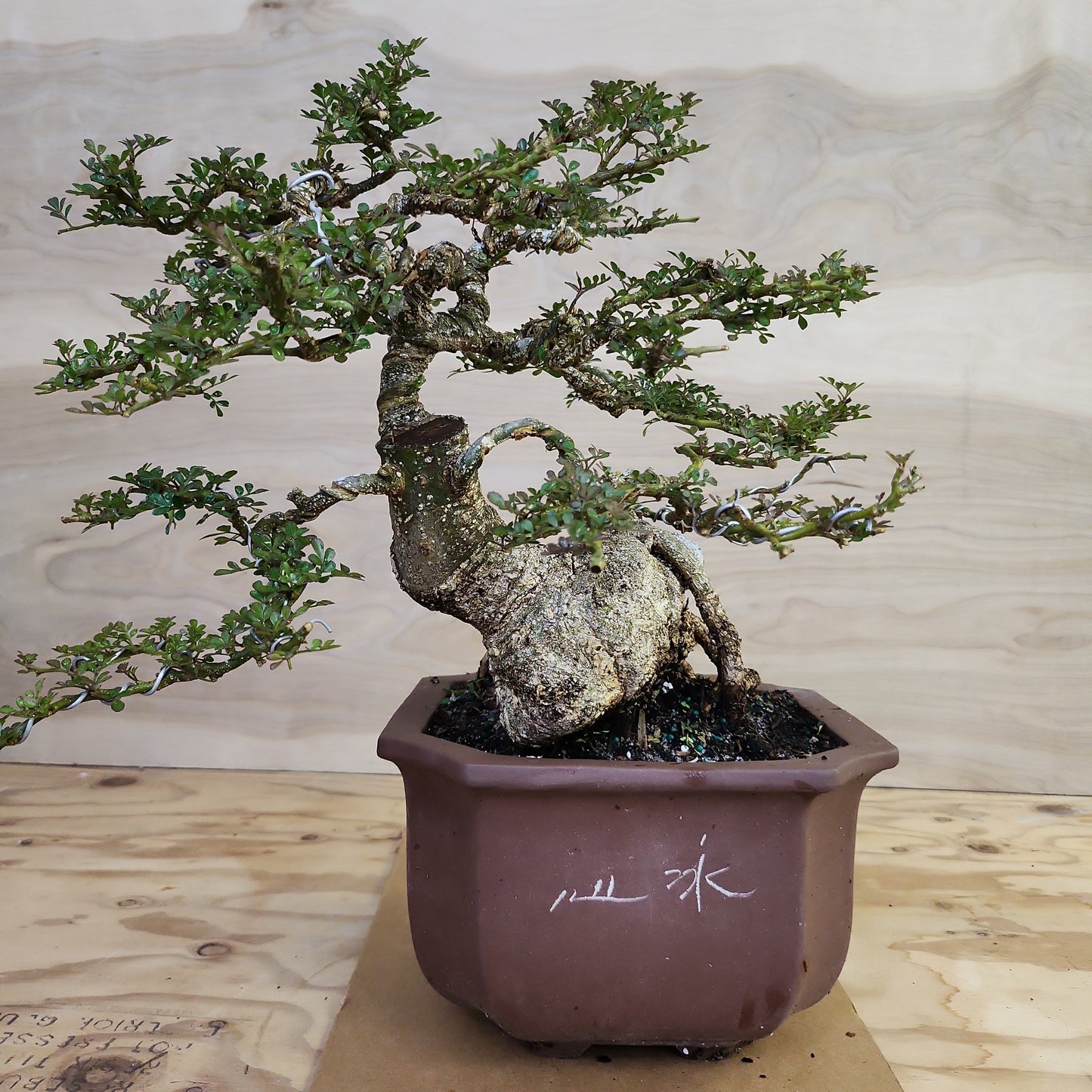 Cần Thăng (Feroniella lucida) Bonsai - SB30219.09 - $50 shipping