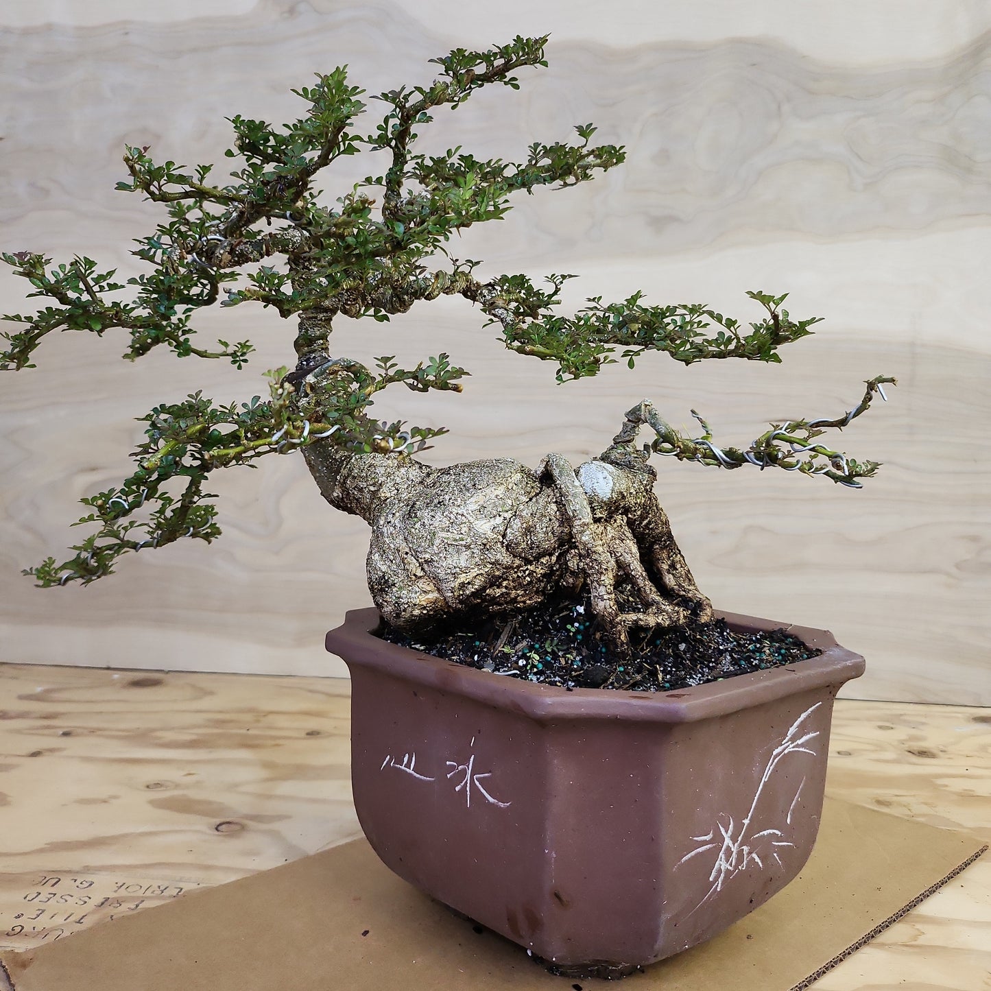 Cần Thăng (Feroniella lucida) Bonsai - SB30219.09 - $50 shipping