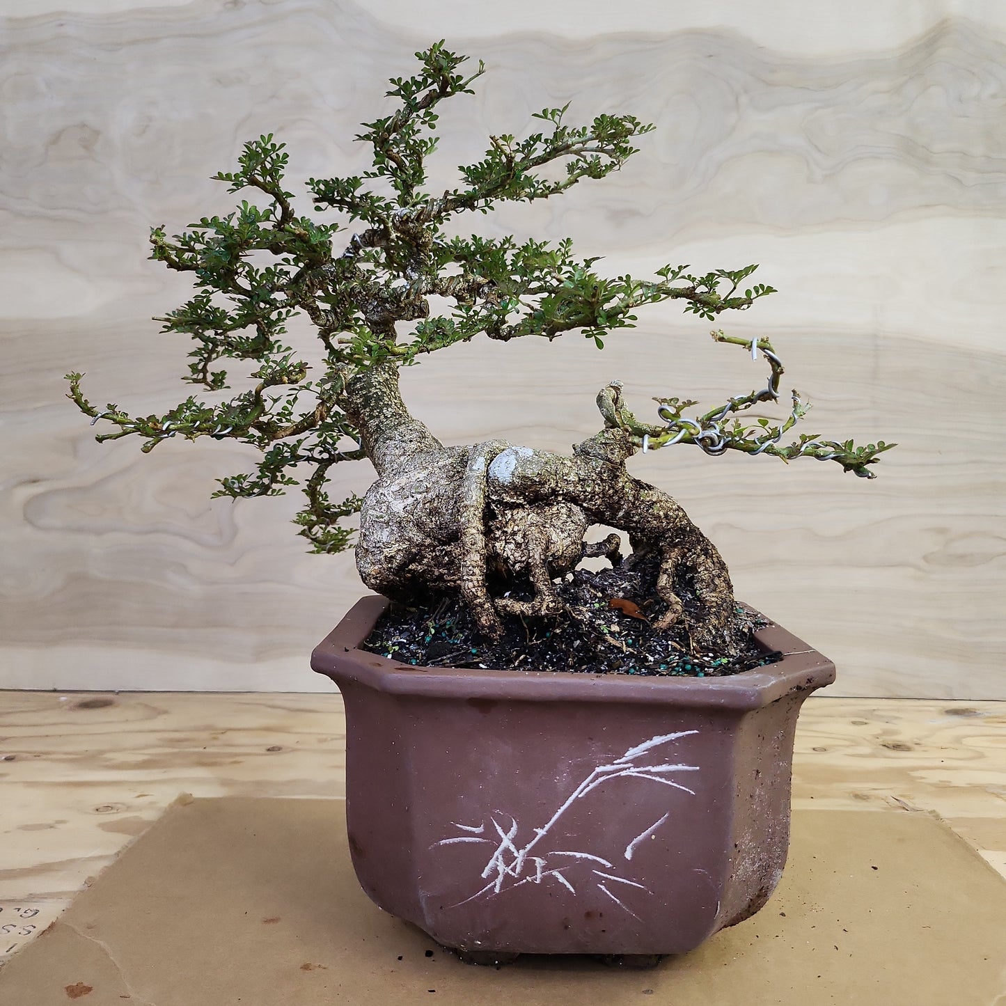 Cần Thăng (Feroniella lucida) Bonsai - SB30219.09 - $50 shipping