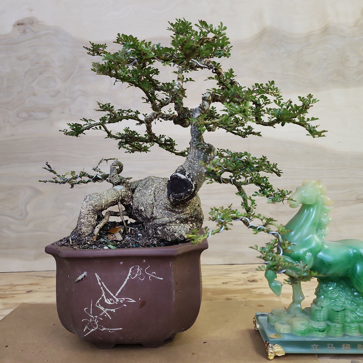 Cần Thăng (Feroniella lucida) Bonsai - SB30219.09 - $50 shipping