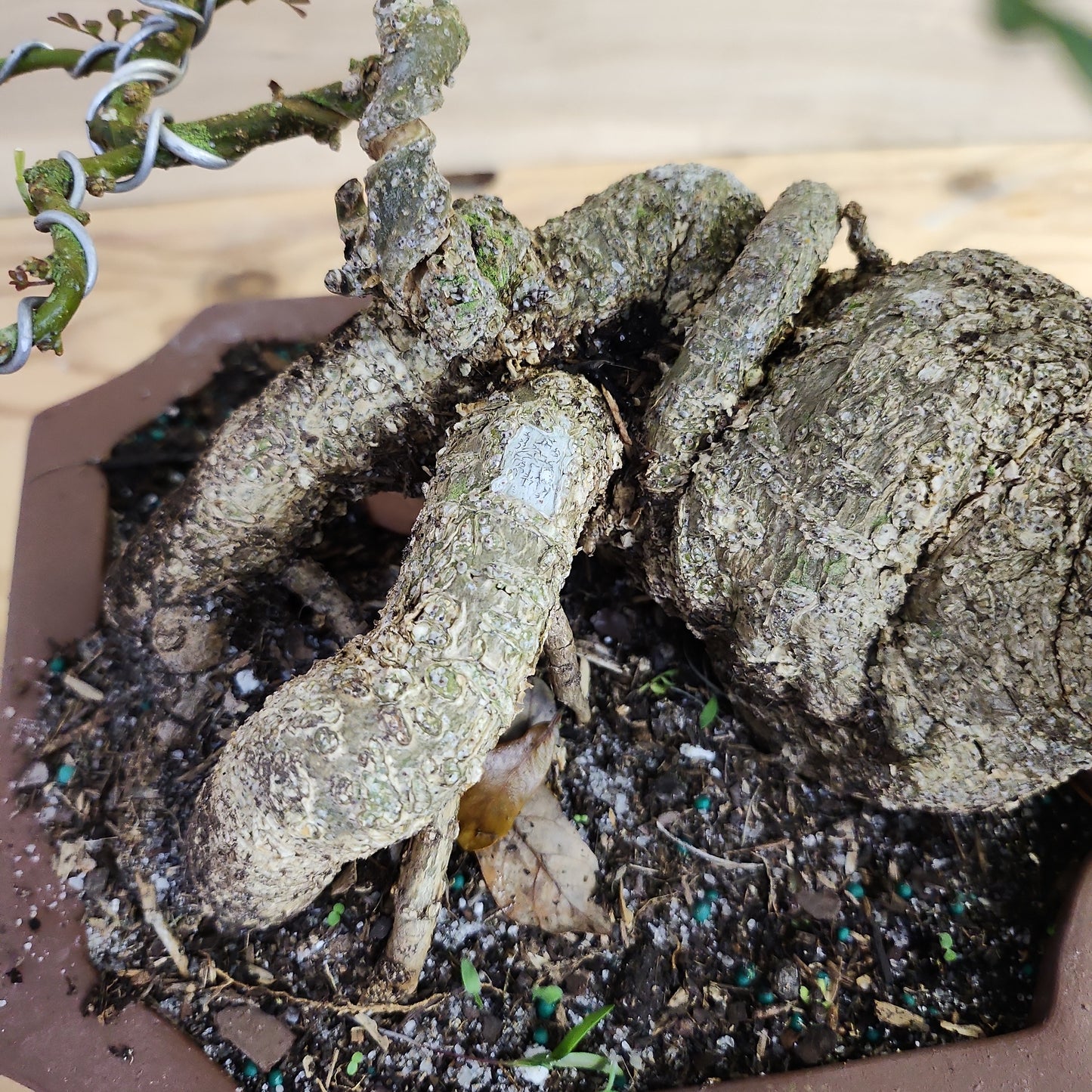 Cần Thăng (Feroniella lucida) Bonsai - SB30219.09 - $50 shipping