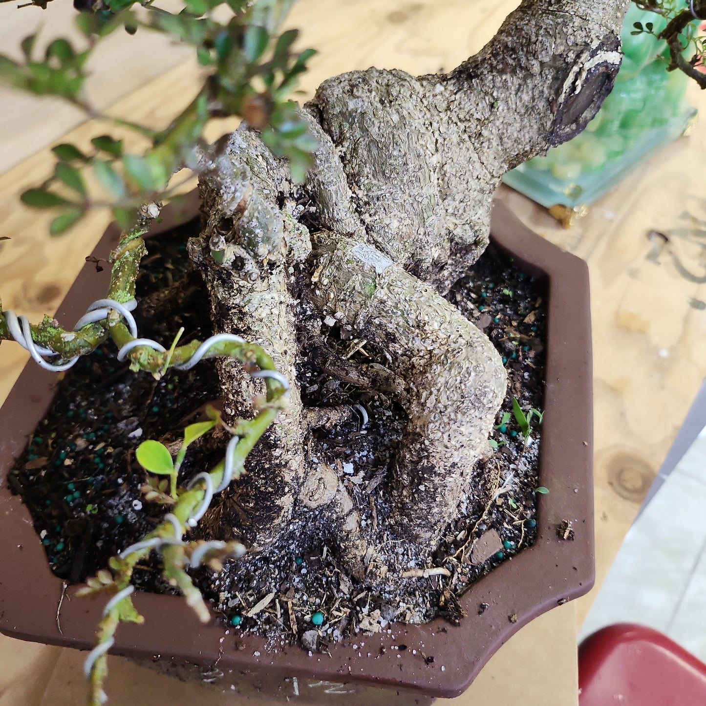 Cần Thăng (Feroniella lucida) Bonsai - SB30219.09 - $50 shipping