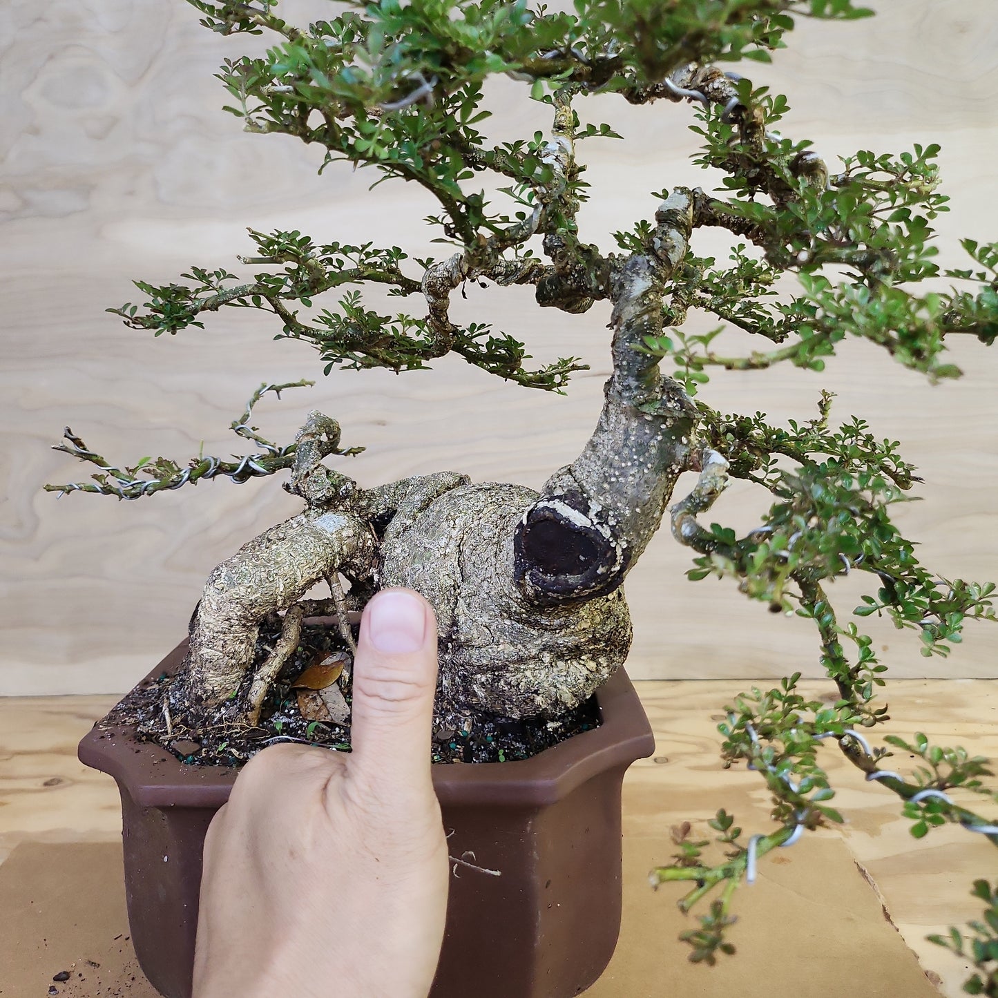 Cần Thăng (Feroniella lucida) Bonsai - SB30219.09 - $50 shipping