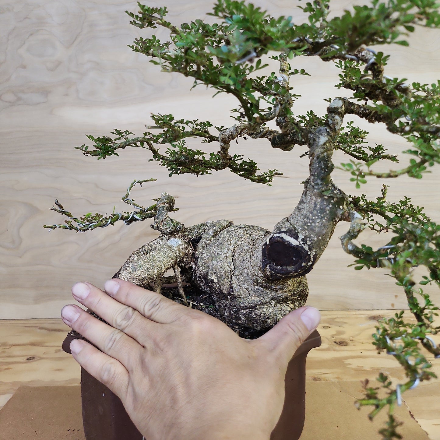 Cần Thăng (Feroniella lucida) Bonsai - SB30219.09 - $50 shipping