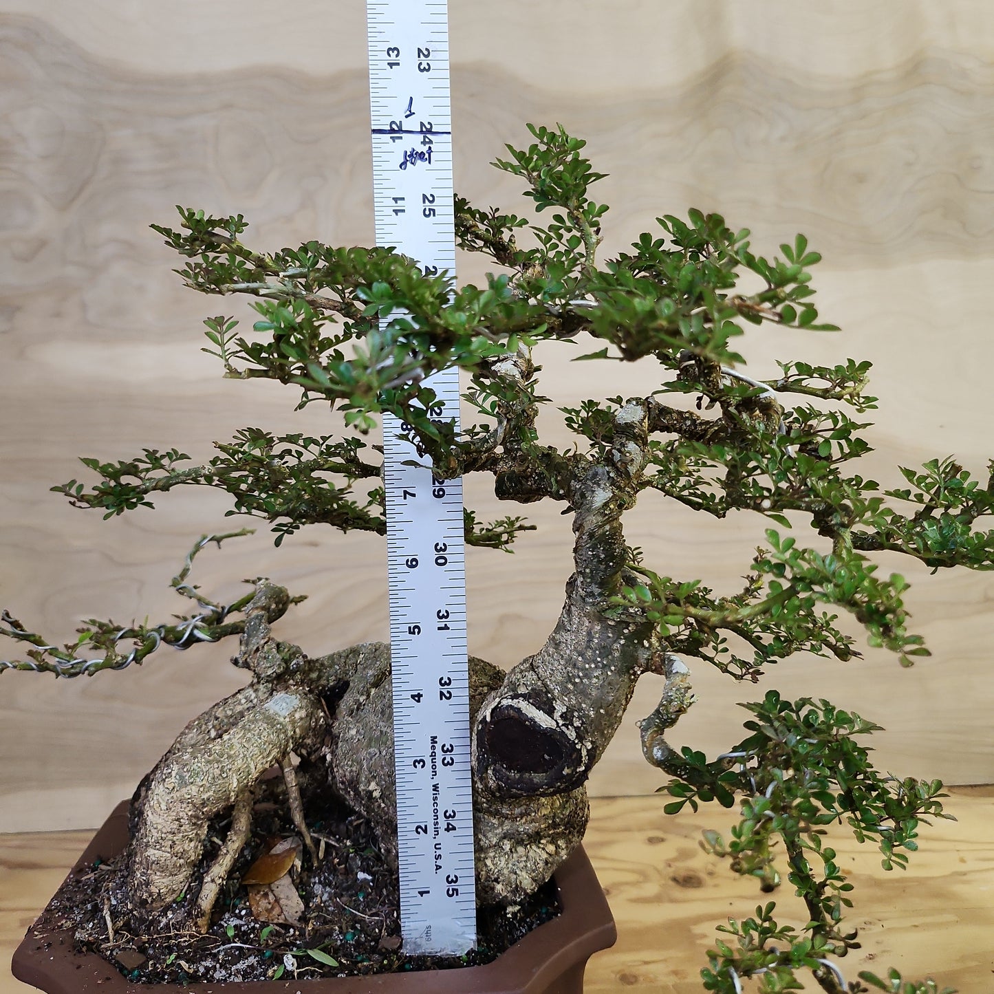 Cần Thăng (Feroniella lucida) Bonsai - SB30219.09 - $50 shipping