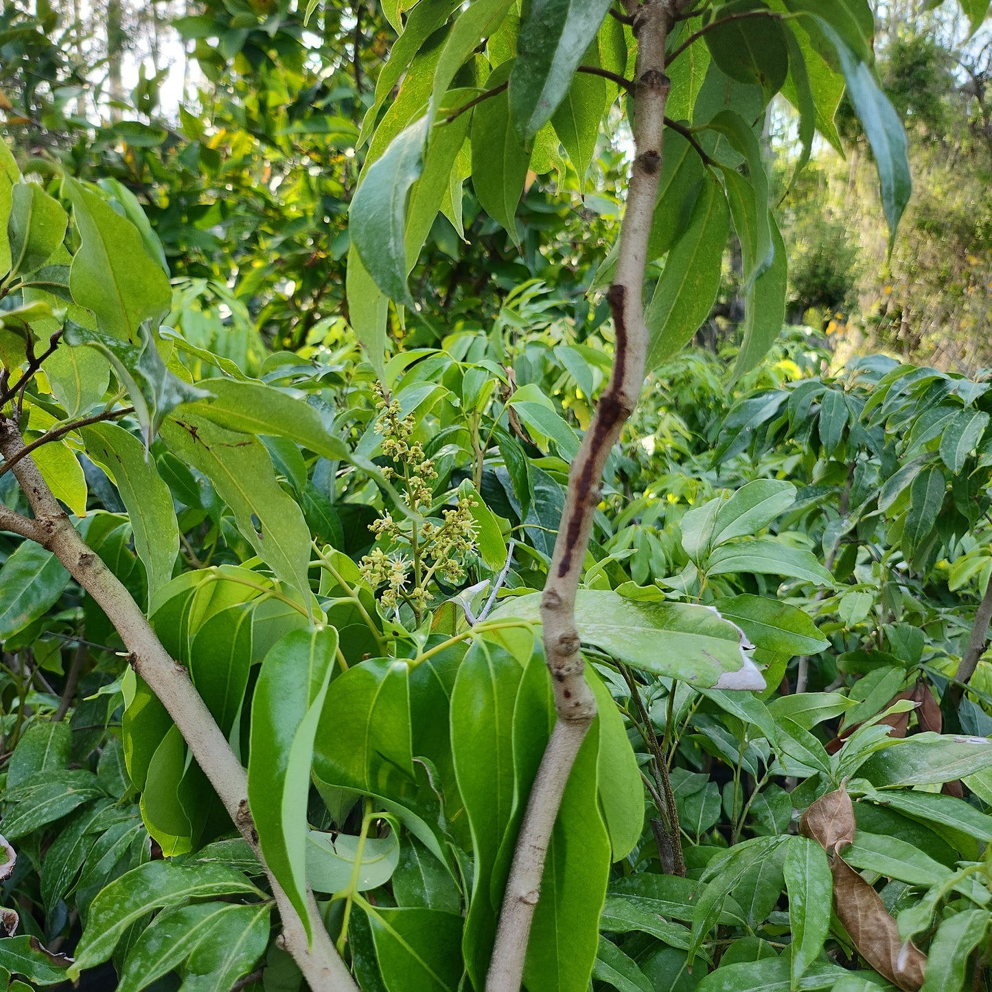 Cây Vải hạt lép (Sweetheart Lychee with small seed) - Cao 2.5 - 3 feet - $30 shipping