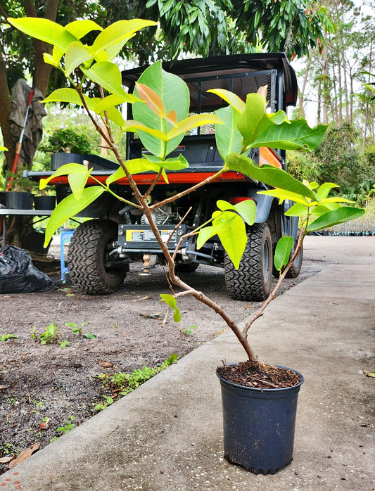 Mận đỏ An Phước - 1 gallon - $30 shipping