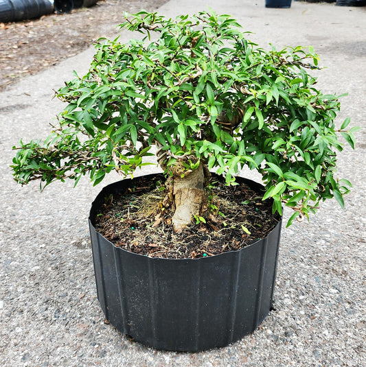 Mai Chiếu Thủy lá kim (bonsai)