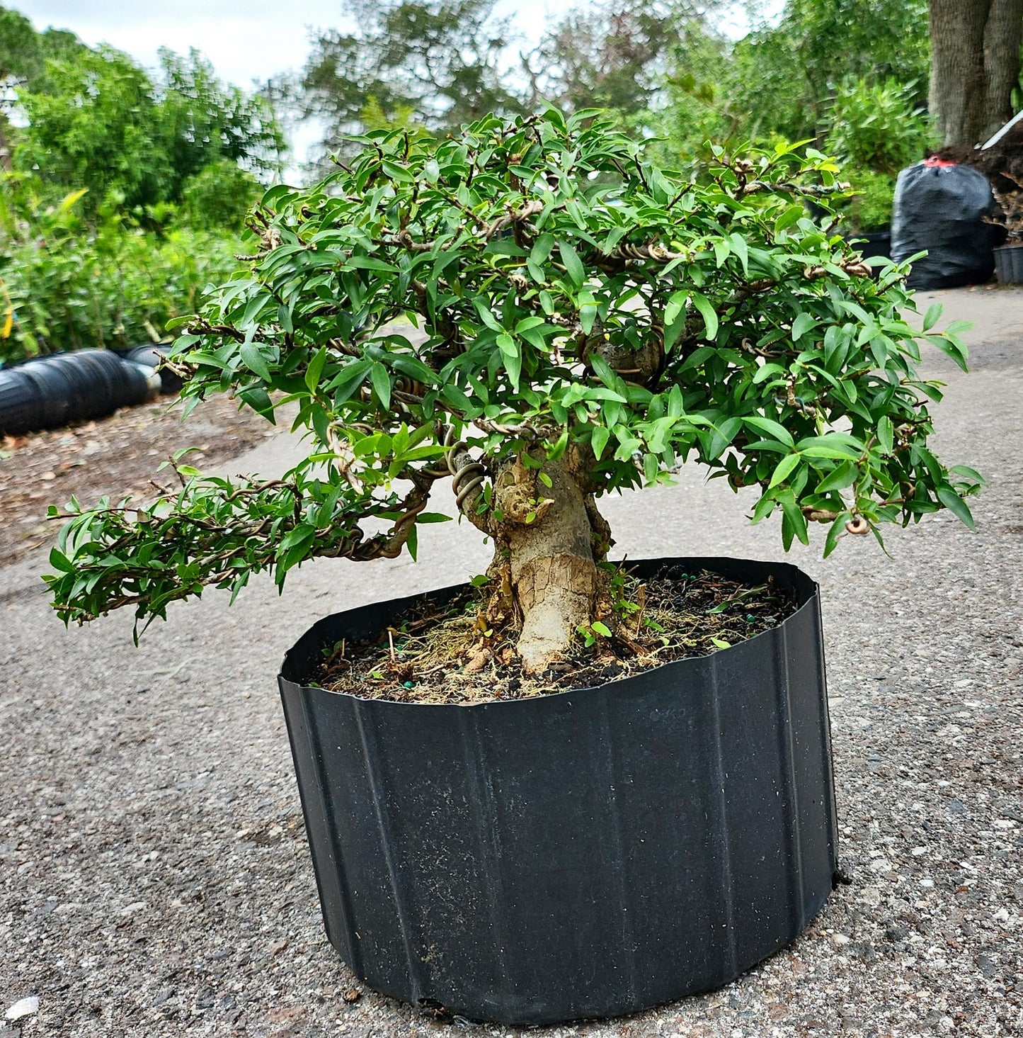 Mai Chiếu Thủy lá kim (bonsai)