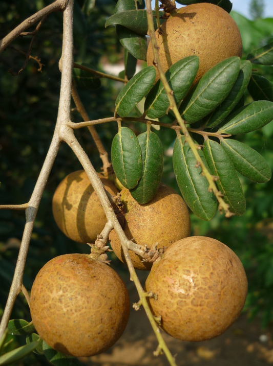 Nhãn Hawaii (Nhãn Xuồng) Longan - $30 shipping